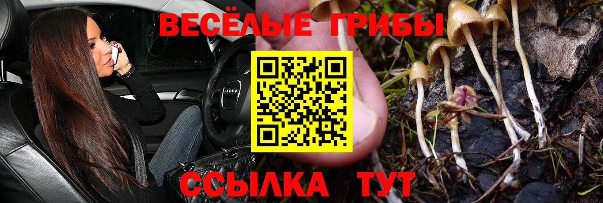 Галлюциногенные грибы Psilocybine cubensis  Галлюциногенные грибы GOLDEN TEACHER  Горячий Ключ  Вход с VPN 